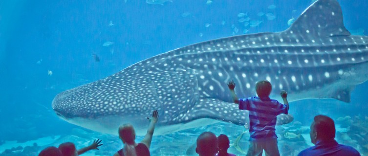 Thrilling marine life at Georgia Aquarium